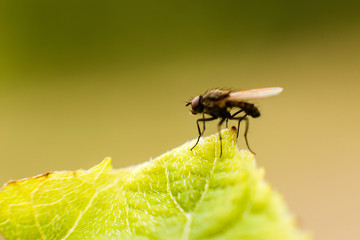 fly fly closeup. a fly on a leaf