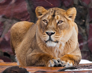 A beautiful lioness female lies and looks , dark background.