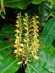 Série, longose à fleurs jaune, peste végétale envahissante, La Réunion