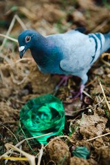 Desperate pigeon drinking water from plastic cup made of bottle bottom.