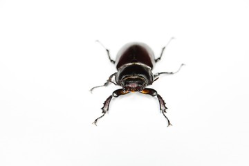 The shiny black beetle with six spiky legs. On white background.