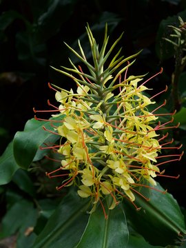S&eacute;rie, longose &agrave; fleurs jaune, peste v&eacute;g&eacute;tale envahissante, La R&eacute;union