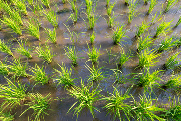 Rice Plants  or Organic rice in the water, sprout ready to growing in the rice field, growth concept.