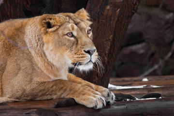 beautiful lioness looks puzzled and questioningly, lying down. powerful paws and a clear look behind the frame, a dark background.