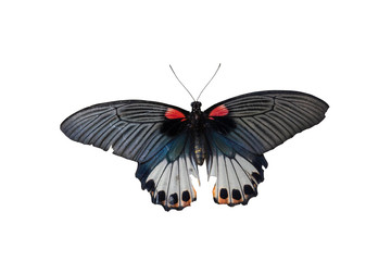 Old Papilio machaon butterfly or Swallowtail butterfly on grey cement  background, with clipping path