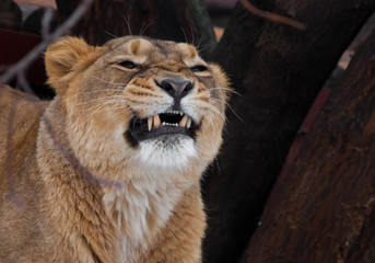 powerful lioness growls grin teeth, head of a predator close up