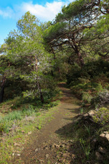 Fototapeta na wymiar Smigies Nature Trail, circular walk, Akamas Peninsula National Park - Cyprus