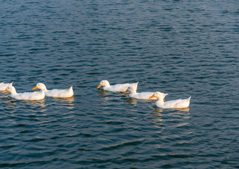 A bunch of white ducks on the green Lake