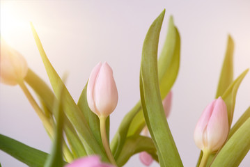 Obraz na płótnie Canvas rosa Tulpen / Frühlingsblumen