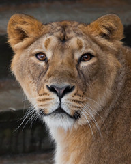 Muzzle of a lioness  close up, beautiful yellow-orange eyes. on a dark background.