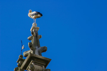 Fototapeta na wymiar Stork in Aranda de Duero. Burgos. Spain