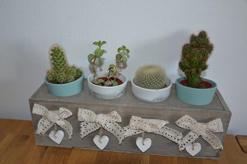 Blume Pflanze Natur © Timo