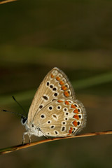 butterfly on flower