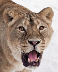 Voracious predatory gaze of the yellow ( eyes of a lioness right on you, the terrible roar of the open predatory mouth close up, white background.