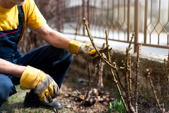 Man Pruning Roses In The Yard