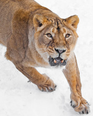 evil predatory gaze of the yellow eyes, the menacing roar of the ajar toothy mouth. The front of the female lion, the muzzle and the paws are white background.