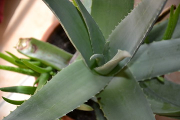 Blume Pflanze Natur © Timo