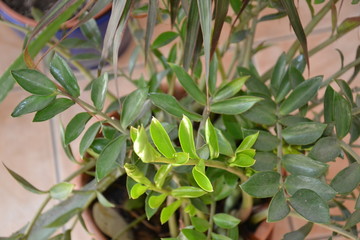 Blume Pflanze Natur © Timo