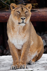 A lioness is a large predatory cat sitting on the snow and looking straight ahead, a rare animal, the Asian  lion.