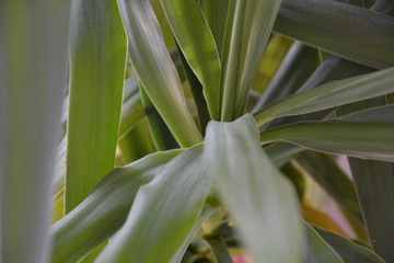 Blume Pflanze Natur © Timo
