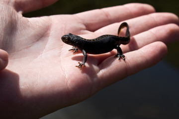 salamander