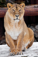 A lioness is a large predatory cat sitting on the snow and looking straight ahead, a rare animal, the Asian  lion.