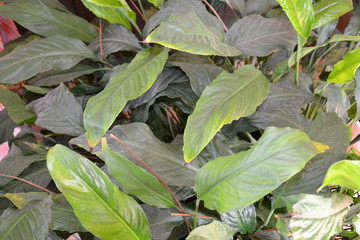 Blume Pflanze Natur © Timo