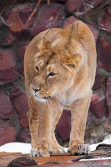 A lioness is a large predatory cat sitting on the snow and looking straight ahead, a rare animal, the Asian  lion.