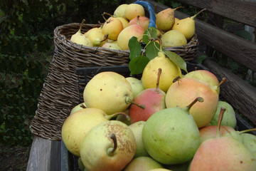 autumn harvest of pears in the garden