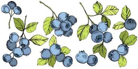 Vector Blueberry green and blue engraved ink art. Berries and green leaves. Isolated blueberry illustration element. - 254908214