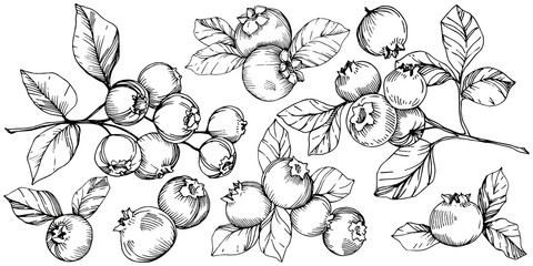 Vector Blueberry black and white engraved ink art. Berries and leaves. Isolated blueberry illustration element. - 254908279