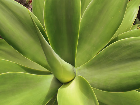Dew gathered on an Agave attenuata. Taken in Madeira.