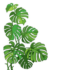 Corner leaf bunch with outline tropical Monstera or Swiss cheese plant in green isolated on white background.