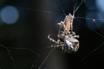 spider on its web