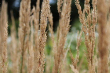 Fototapeta premium Close up of grass