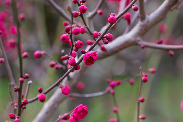 Botany FLOWER