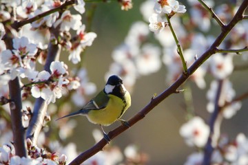 Au milieu des fleurs