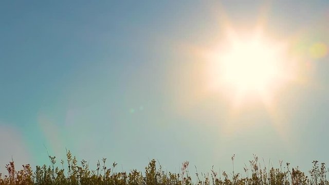 Beautiful sunset nature background. Blue sky, soft golden sun light with rays and flares, wild grass growing in meadow. Summer landscape. Real time full hd video footage.