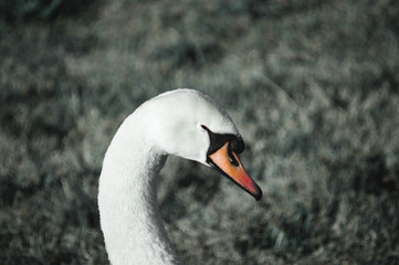 White swan on the grass