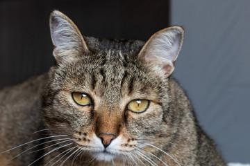 Obraz premium Muzzle striped cat with green eyes close-up