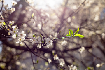  Plum tree with white flowers and buds