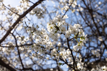  Plum tree with white flowers and buds