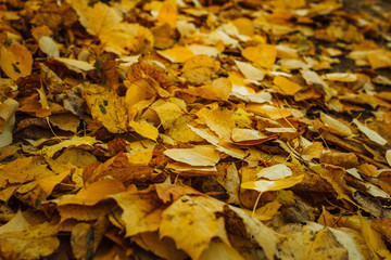 yellow leaves of poplar lies on autumn ground