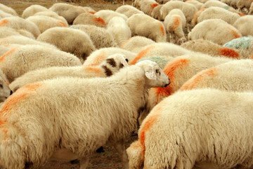 sheep grazing in nature