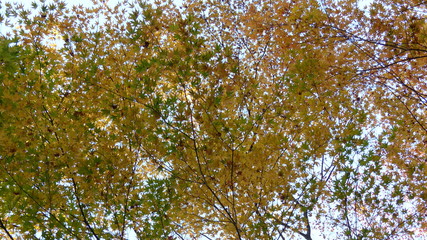 Leaves of maple trees turned yellow.