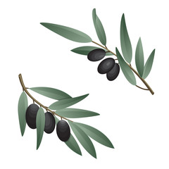 Olive branch in watercolor style. Design for olive oil, natural cosmetics, health care products.