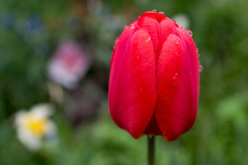 雨上がりの赤いチューリップ