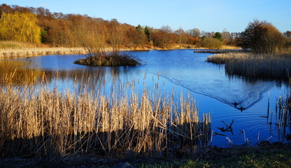 spring landscape with lake and reflection in water