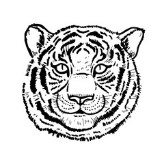 Hand drawn tiger head on white background