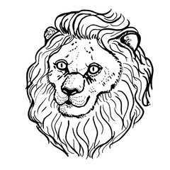 Hand drawn lion head on white background